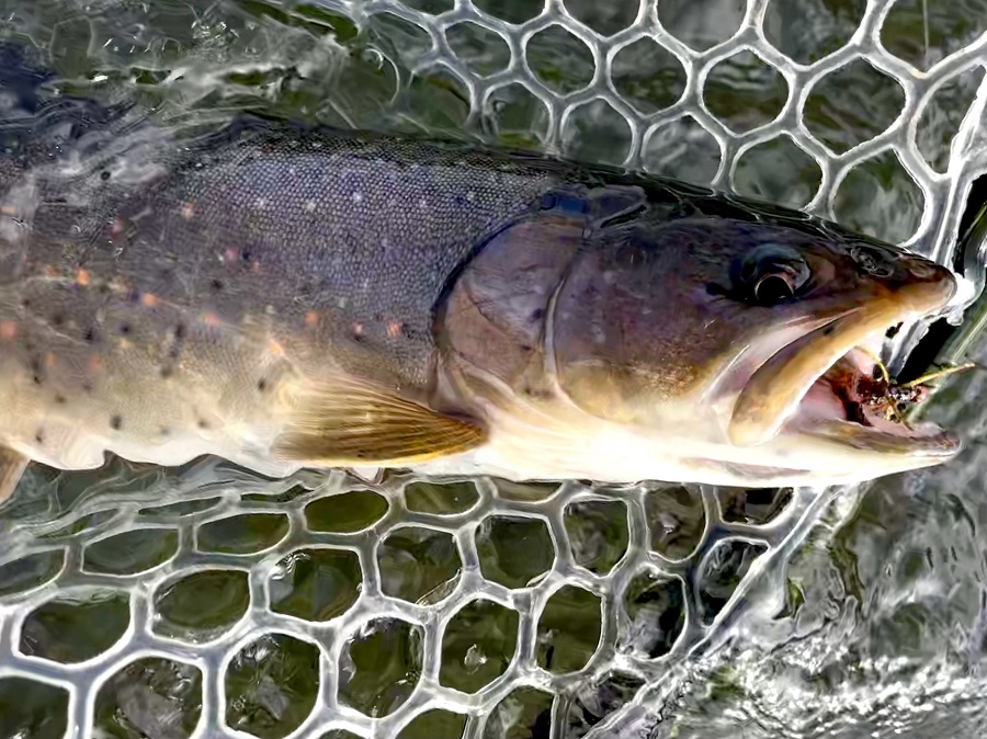 November 2021 Fishing Reports | Clackamas FlyFishers